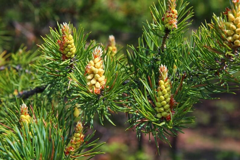 pine buds for cervical osteochondrosis